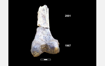 Matched bone fragments from one of the 195,000-year-old Omo humans.