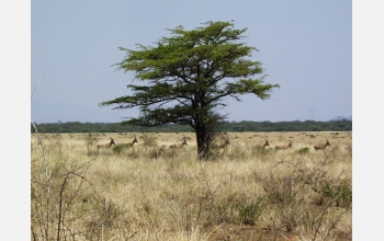 Antelopes living today in the grasslands of the Turkana Basin.