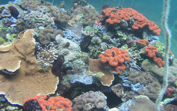 Corals around Palau's Rock Islands.