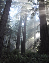 Redwood forest in northern California.