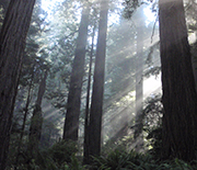 Redwood forest in northern California.