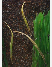 Scientists have discovered a new function for an "old" gene in pipefish.