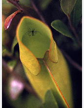 Photo of an adult female mosquito descending into a purple pitcher plant leaf.