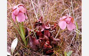 Photo of a pitcher plant with pink flowers, which is characteristic of Gulf Coast populations.