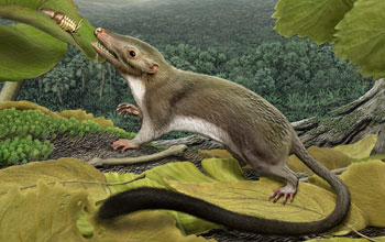 Graphic rendering of the hypothetical placental ancestor, a small insect-eating animal.