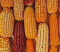 Economically important maize is the subject of research funded by the new NSF awards.