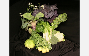 Researchers will study the genetics of Brassica species like canola and Brussels sprouts.