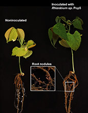 bacterium that produces the antibiotic phazolicin forms nodules on bean plant roots