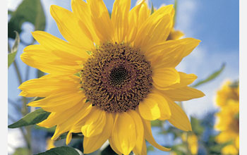 Photo of a sunflower.