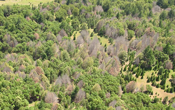 Aerial view of a forest with leafless trees fallen by sudden oak death.
