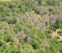 Aerial view of a forest with leafless trees fallen by sudden oak death.