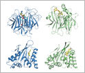 Four illustrations of enzyme structures.