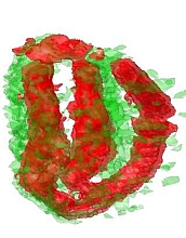 This 3-D image shows where iron (red) and manganese (green) are found in a seed.