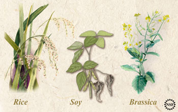 Illustrations of rice, soy and <em>brassica</em>