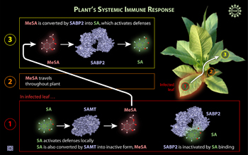 Steps involved in plant's systemic immune response.