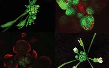 two proteins compete for access to a transcription factor to influence flowering