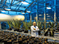 Scientists use a gene from agave to engineer greater stress tolerance in plants.