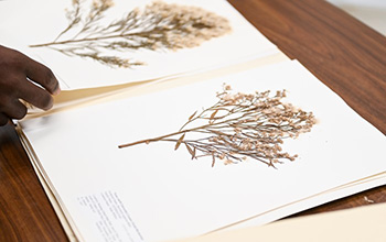 Harvard University Herbaria collected species Baccharis neglecta, or false willow.