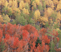 Photo of a forest of deciduous trees.