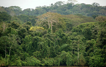 the rainforest on Panama's Barro Colorado Island