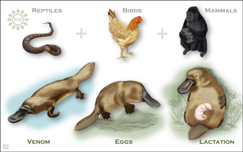 A platypus shown in three ways with a snake, a bird and a gorilla shown to match its attributes.