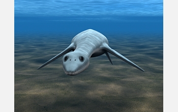 This animation shows how the juvenile plesiosaur might have appeared.