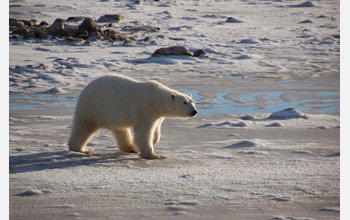 Photo of a female polar bear walkin along the shore of Canada's Hudson Bay, waiting for ice to form.