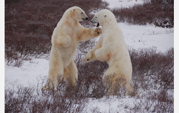 Photo of two male polar bears sparing near Hudson Bay.