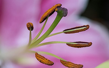 By century's end, spring pollen emissions could begin 40 days earlier.