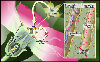 Plants have a molecular recognition system to prevent inbreeding