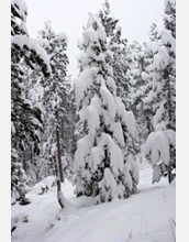 Photo showing branches of lodgepole pine weighed down by a heavy snowfall.