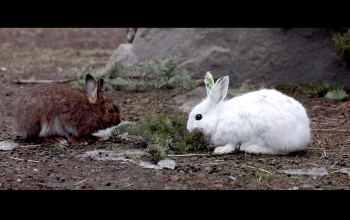 two hares on a forest floor