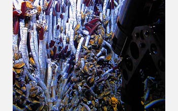 Photo of tubeworms around a hydrothermal vent.