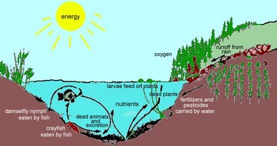 ecosystem diagram for kids