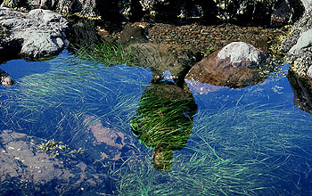 A researcher's reflection is seen in clear water of a location to document biodiversity