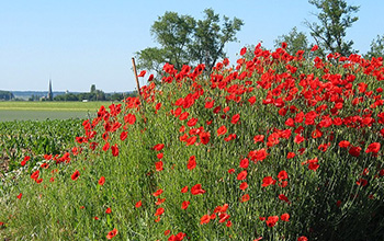 Researchers create synthetic version of scarce compound found in poppies |  NSF - National Science Foundation