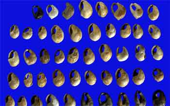 Shell Beads from South African Cave Show Modern Human Behavior 75,000 Years  Ago | NSF - National Science Foundation