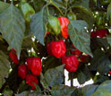 the red savina habanero pepper