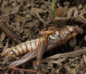 Photo of a dead grasshopper.