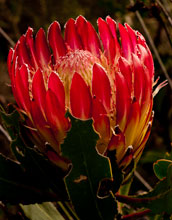 Photo of Protea obtusifolia.