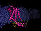 computational model YidC2 protein embedded cell membrane