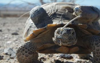 A desert tortoise in the study population that's been fitted with a tracking device.