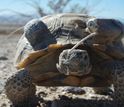 A desert tortoise in the study population that's been fitted with a tracking device.