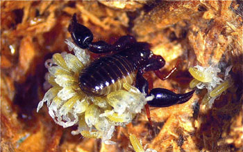 Photo of the pseudoscorpion Cordylochernes scorpioides.