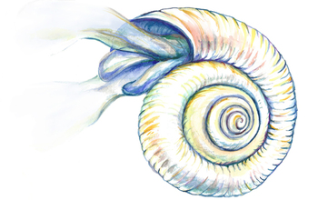 Illustration of a Southern Ocean pteropod, a mollusk endangered by ocean acidification.