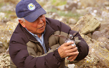 Photo of Caleb Pungowiyi holding a bird on St. Lawrence Island.
