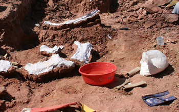 Fossils are carefully excavated and covered before encasement in protective plaster jackets.
