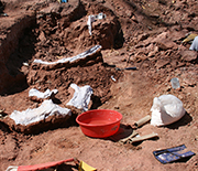 Fossils are carefully excavated and covered before encasement in protective plaster jackets.