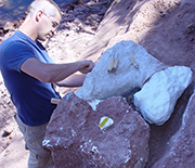 Ohio University researcher Tobin Hieronymus excavates part of the dinosaur skeleton.