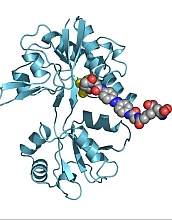 FIBR researchers will use genetic engineering to study brain activity and complex behavior.